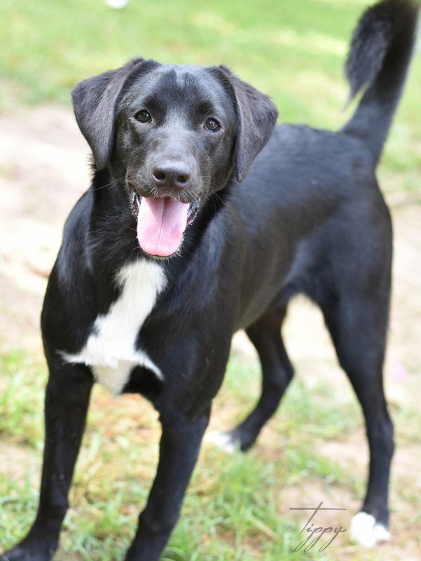 Tippy, a Adoptable Hound in The Woodlands, TX image 3/3