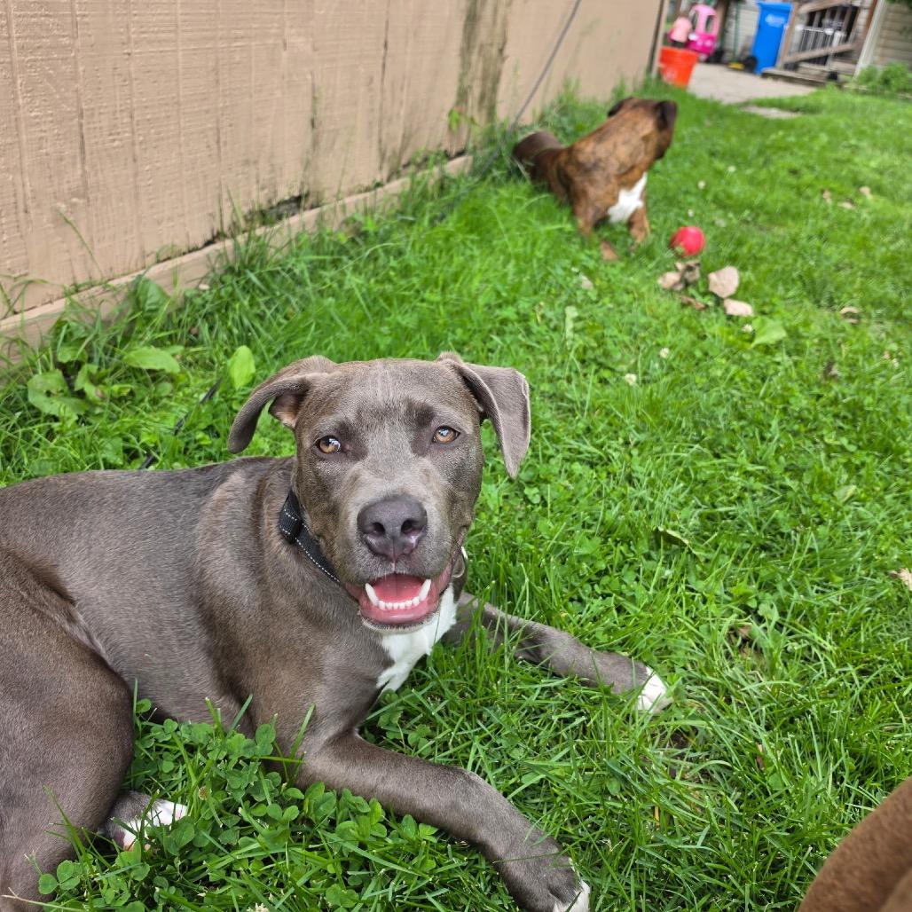 Titan (aka Garbanzo), Adoptable, Young Male Pit Bull Terrier.