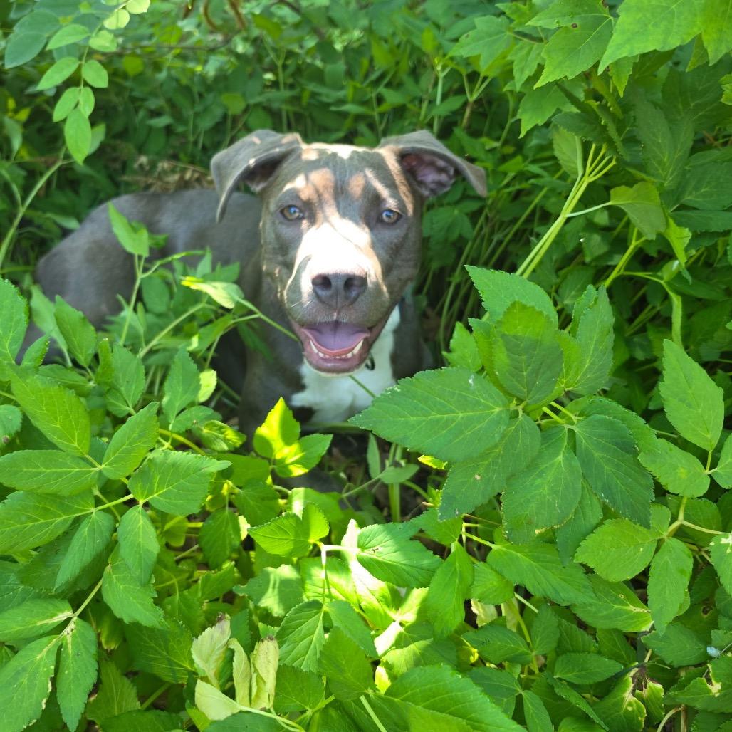 Enlarge Titan (aka Garbanzo), a Adoptable Pit Bull Terrier in Ferndale, MI image 2/6