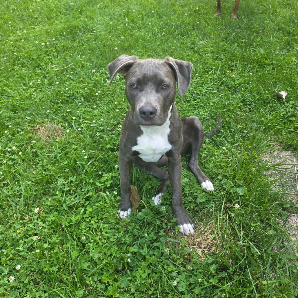 Enlarge Titan (aka Garbanzo), a Adoptable Pit Bull Terrier in Ferndale, MI image 3/6