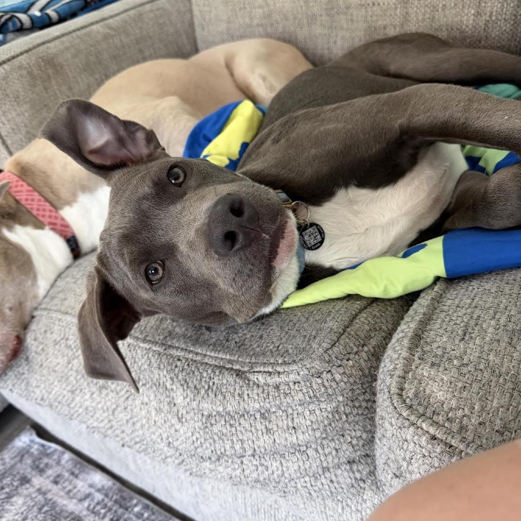 Enlarge Titan (aka Garbanzo), a Adoptable Pit Bull Terrier in Ferndale, MI image 4/6