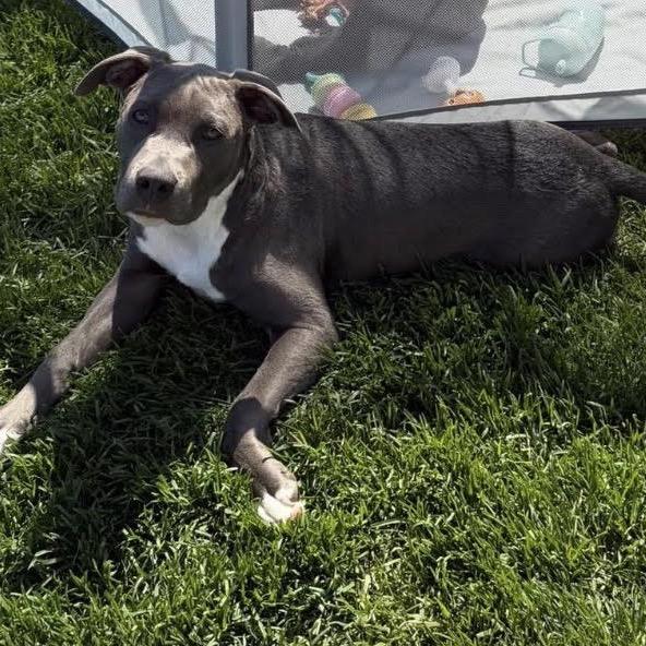 Enlarge Titan (aka Garbanzo), a Adoptable Pit Bull Terrier in Ferndale, MI image 5/6