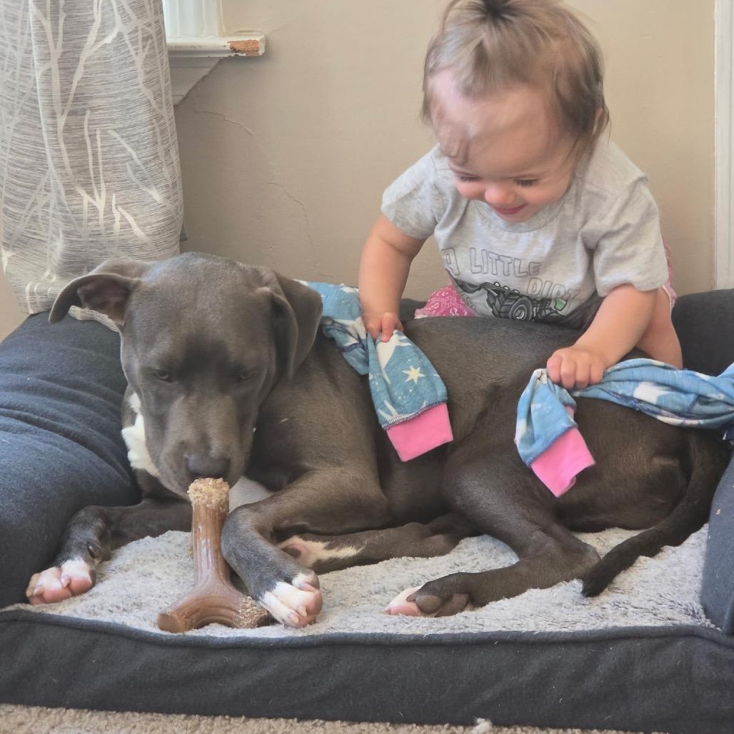 Enlarge Titan (aka Garbanzo), a Adoptable Pit Bull Terrier in Ferndale, MI image 6/6
