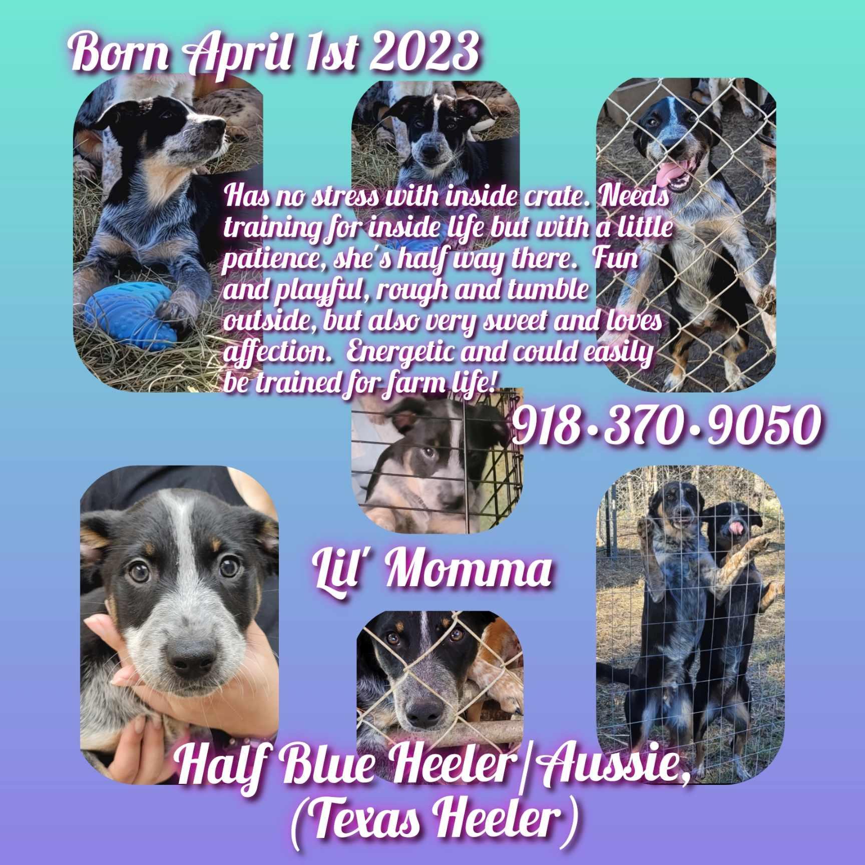 Puppies, Adoptable, Young Male Australian Cattle Dog / Blue Heeler.