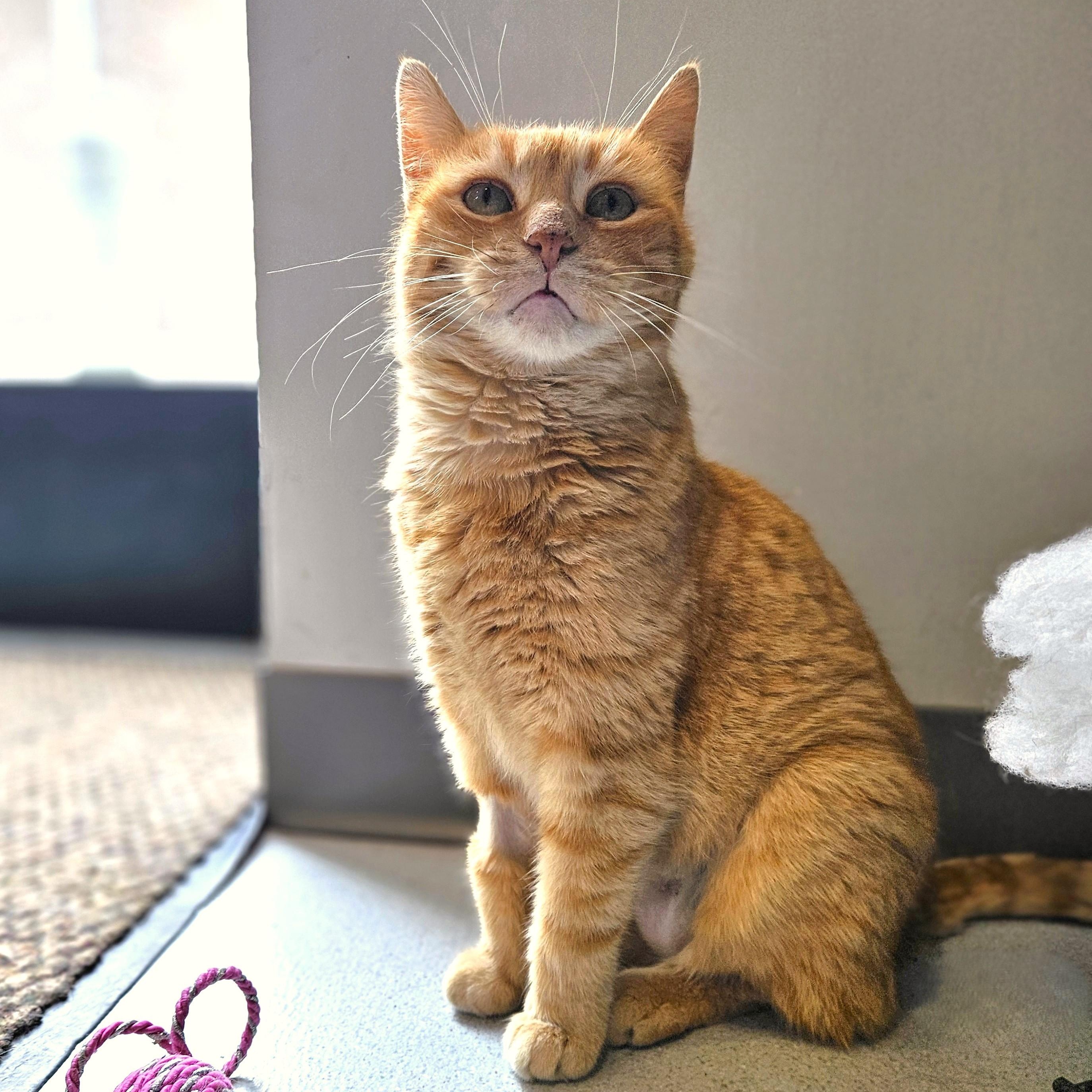 Havarti, a ADOPTABLE Domestic Short Hair in Endicott, NY image 3/4