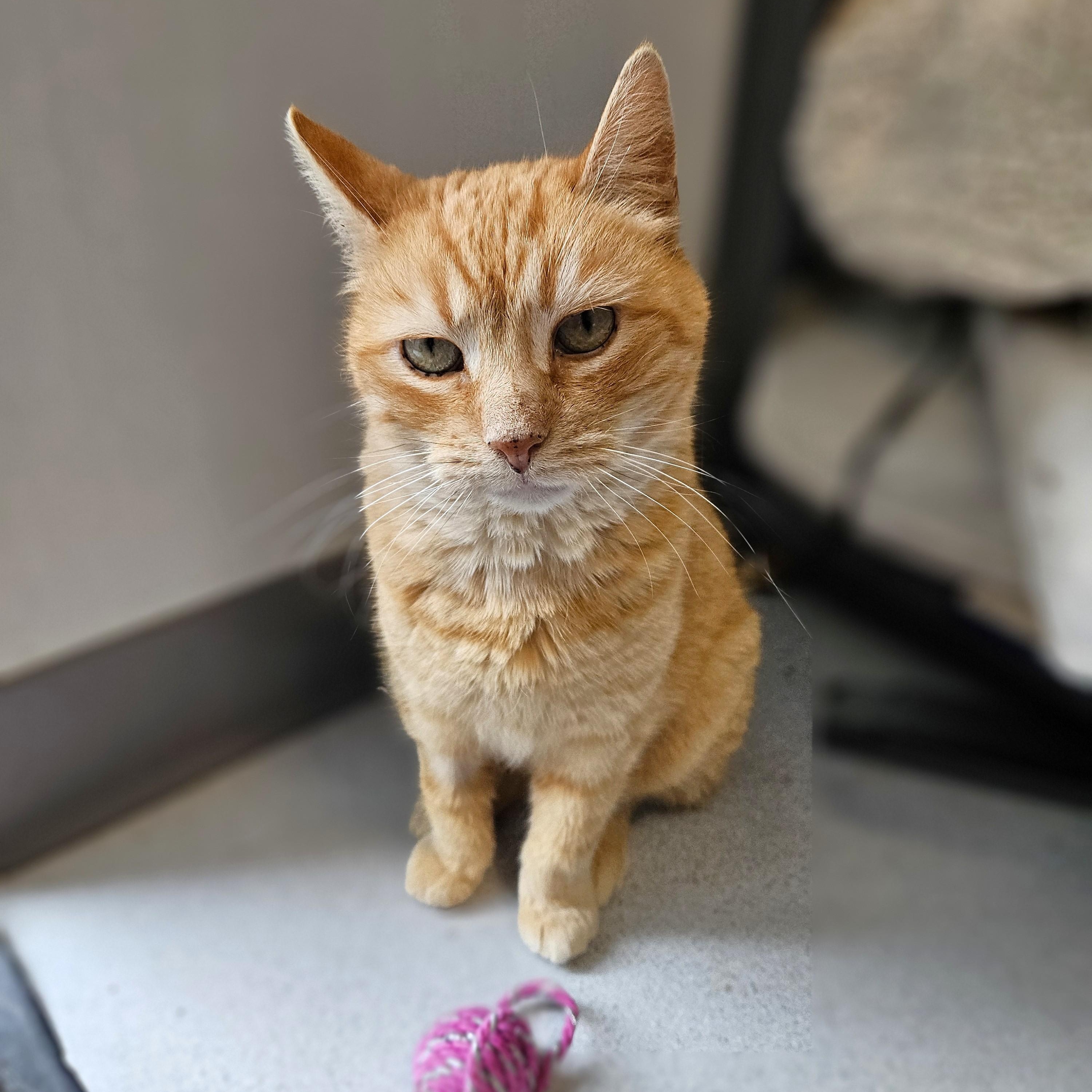 Havarti, a ADOPTABLE Domestic Short Hair in Endicott, NY image 4/4