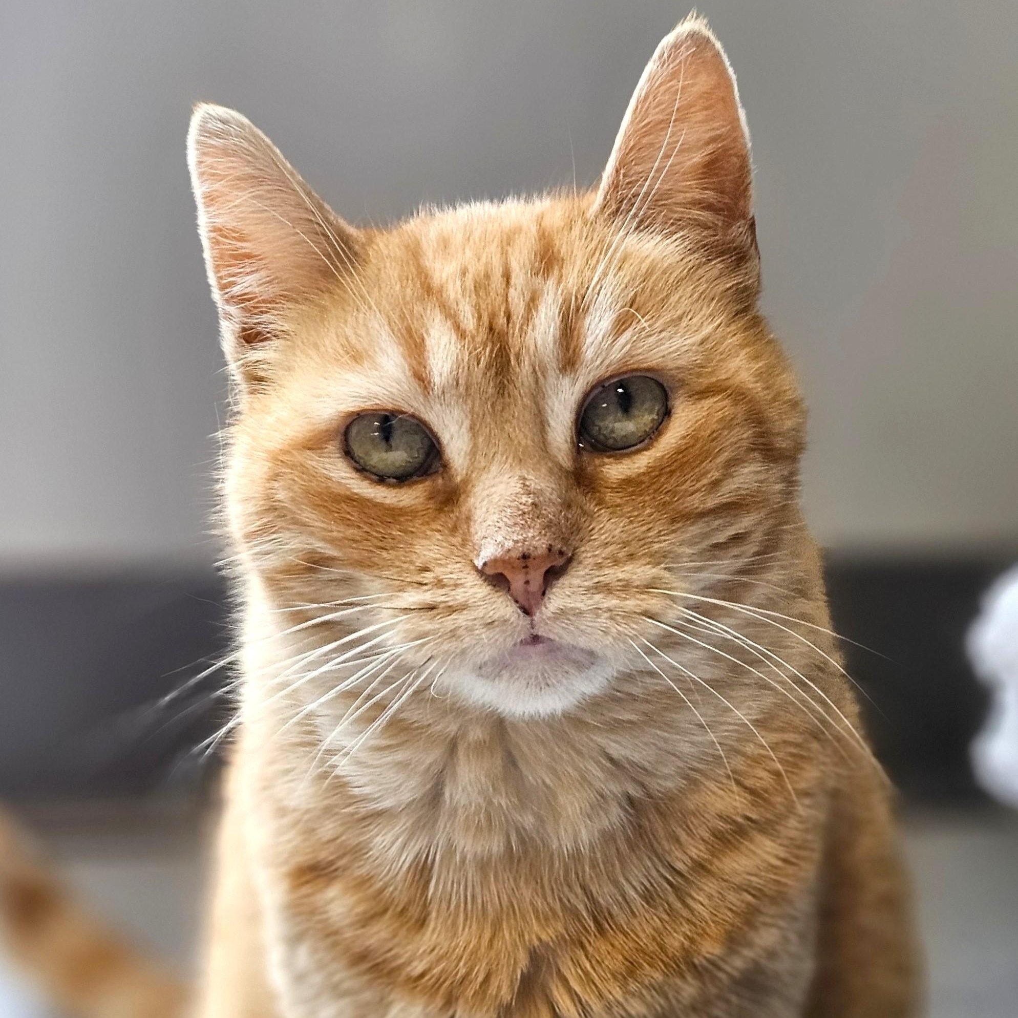 Havarti, ADOPTABLE, Senior Female Domestic Short Hair.