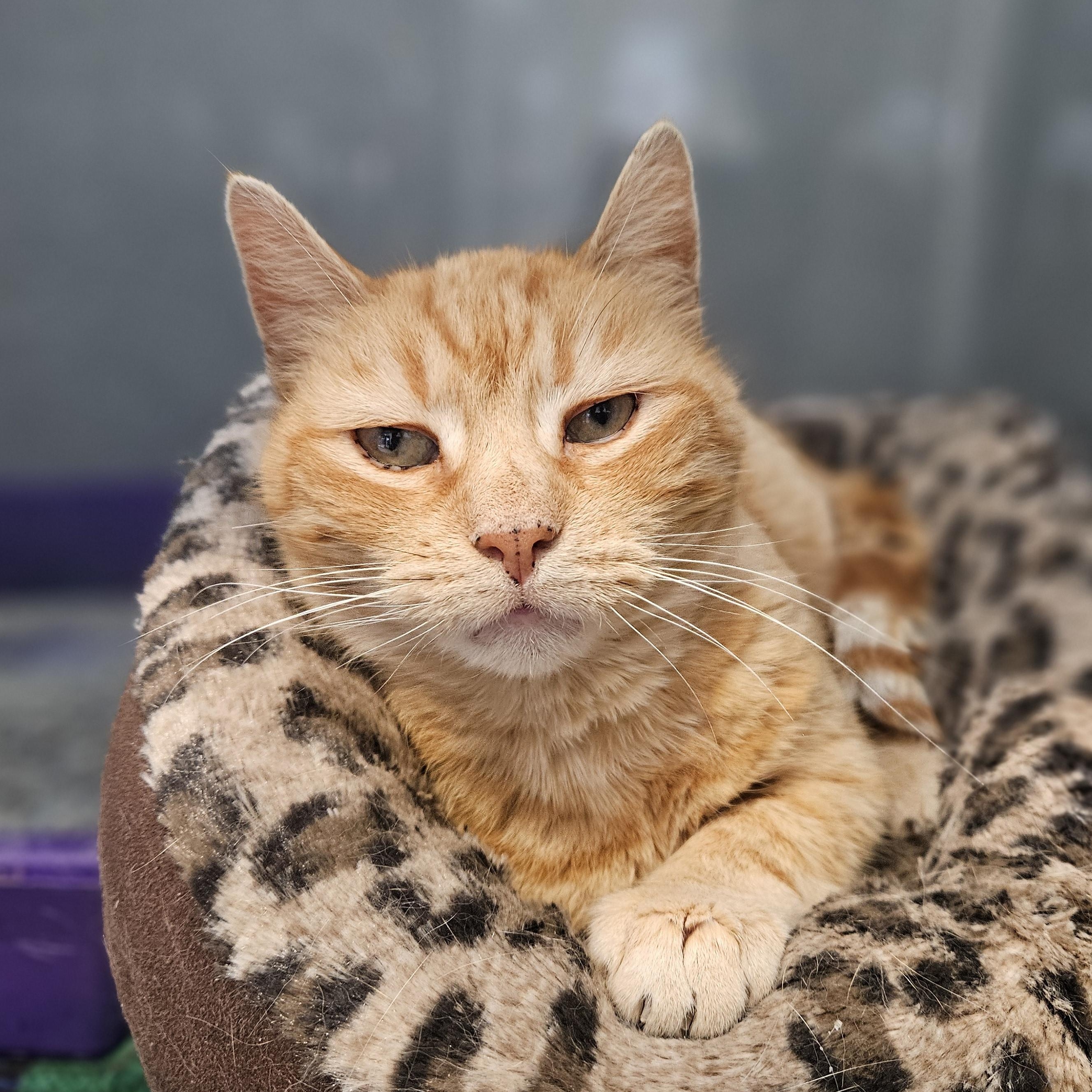 Havarti, a ADOPTABLE Domestic Short Hair in Endicott, NY image 2/4