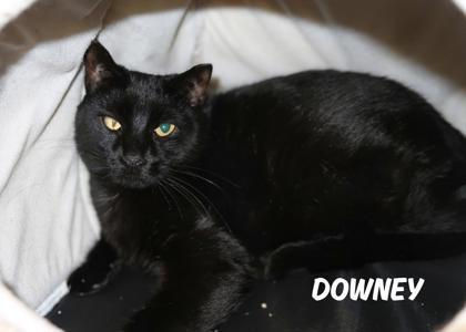 Enlarge Downey-SPONSORED*Currently at Petco Tatum & Bell**, a Adoptable mixed breed in Scottsdale, AZ image 1/2