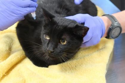 Enlarge Downey-SPONSORED*Currently at Petco Tatum & Bell**, a Adoptable mixed breed in Scottsdale, AZ image 2/2