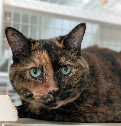 Georgia, Adoptable, Adult Female Domestic Short Hair.