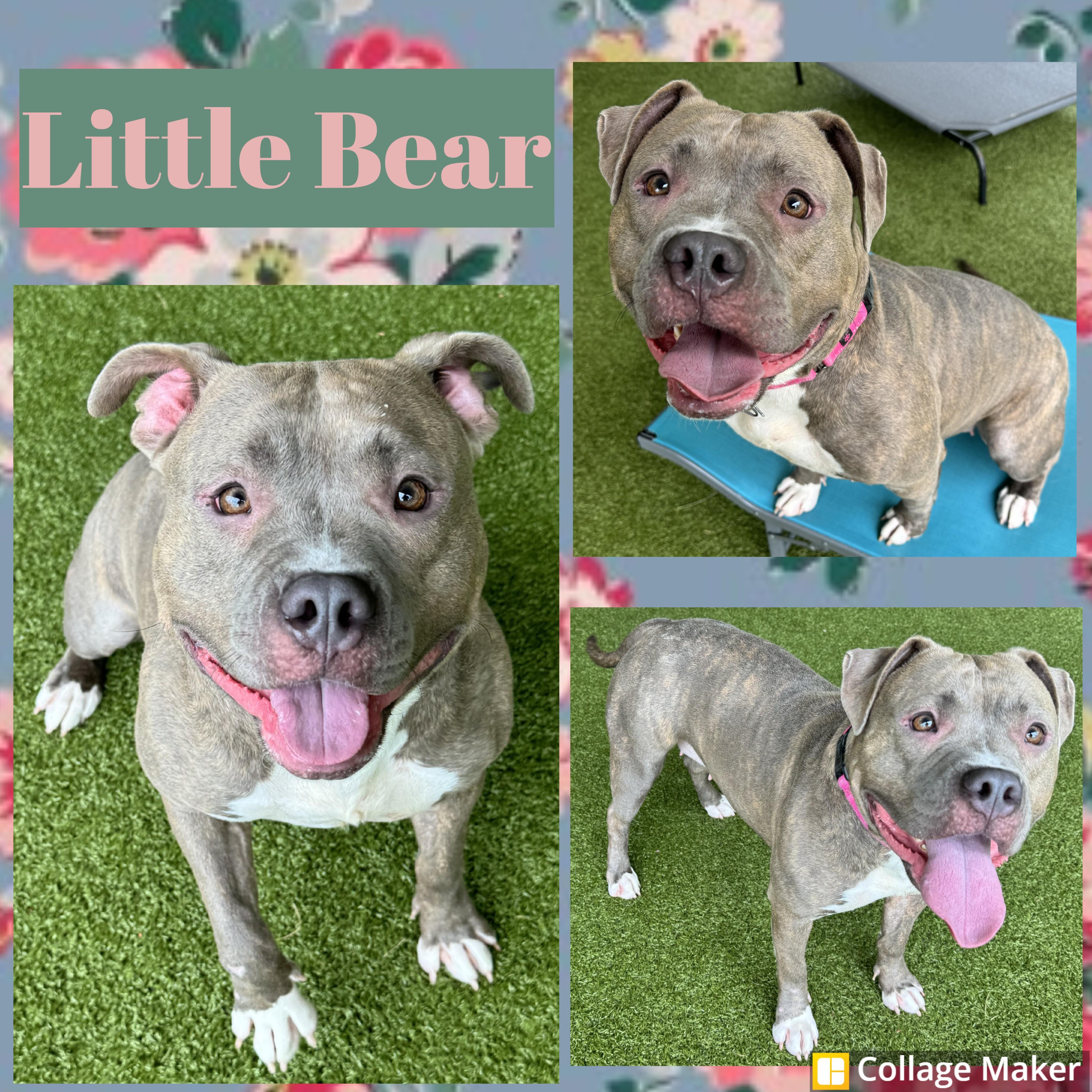 Little Bear, ADOPTABLE, Adult Female American Bully.