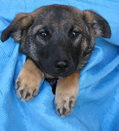 Hilde Bergen, Adopted, Puppy Female Norwegian Elkhound.