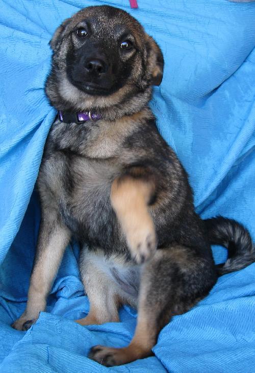 Enlarge Hilde Bergen, a Adopted Norwegian Elkhound in Cuba, NY image 2/3