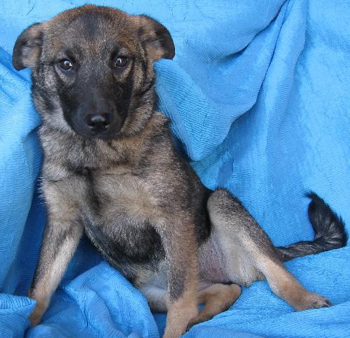 Enlarge Hilde Bergen, a Adopted Norwegian Elkhound in Cuba, NY image 3/3