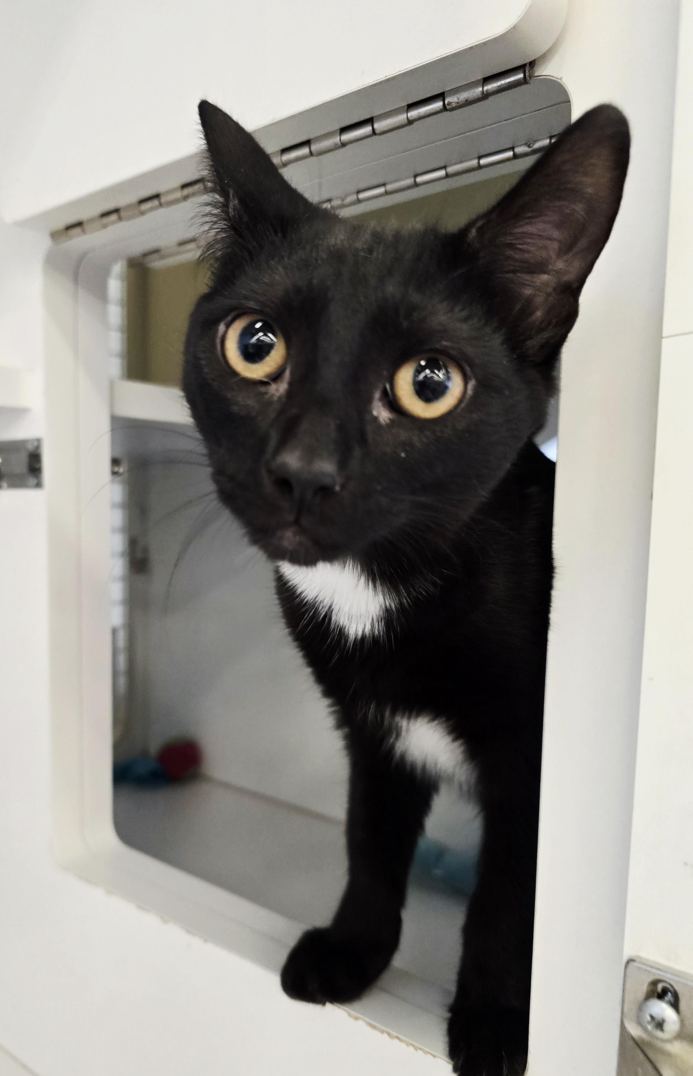 Dolly Parton, Adoptable, Kitten Female Domestic Short Hair.