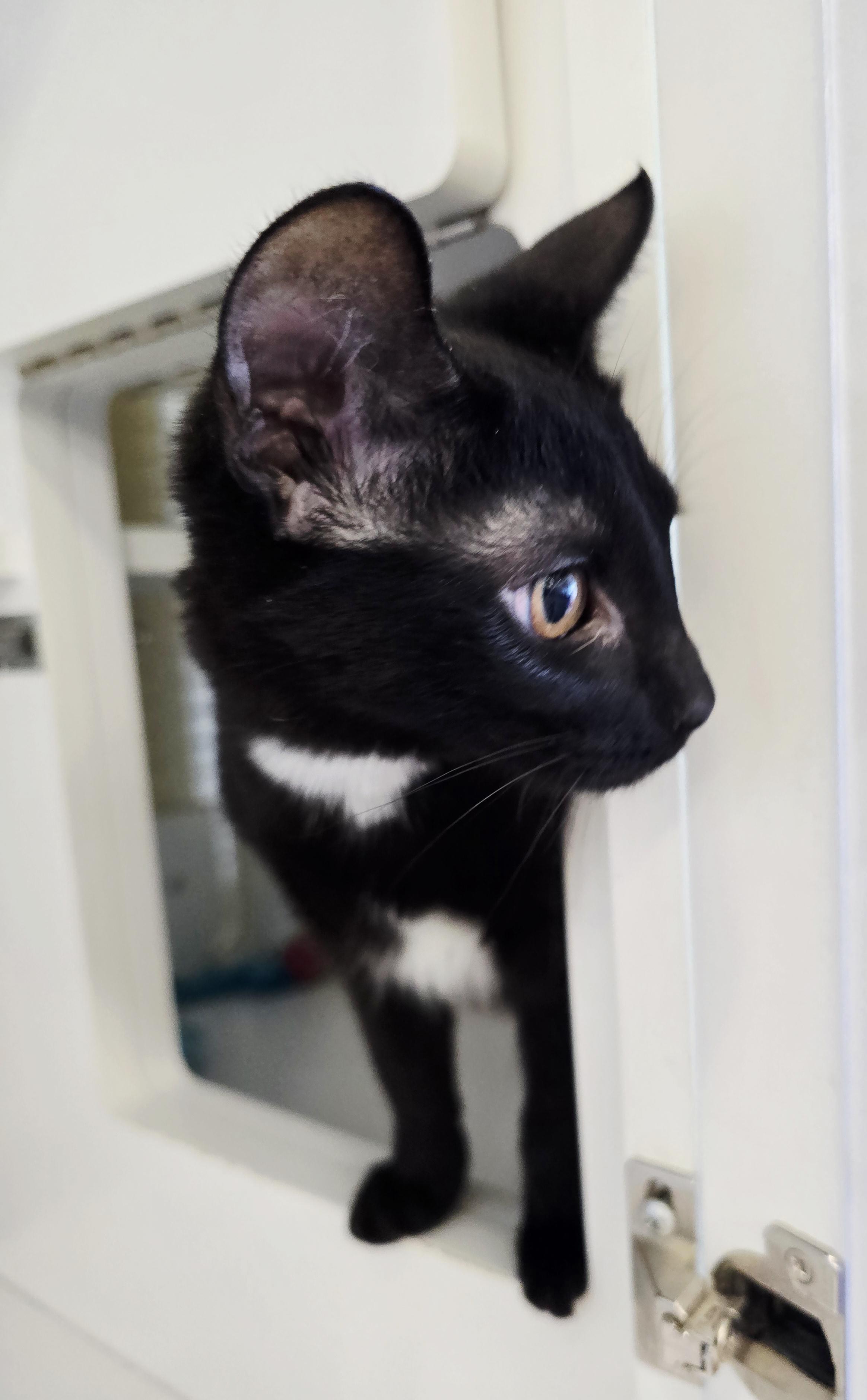Dolly Parton, a Adoptable Domestic Short Hair in Nottingham, MD image 2/2