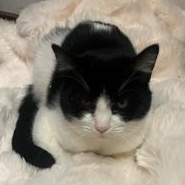 Bulgari, a Adoptable Domestic Short Hair in Springfield, OR image 4/4