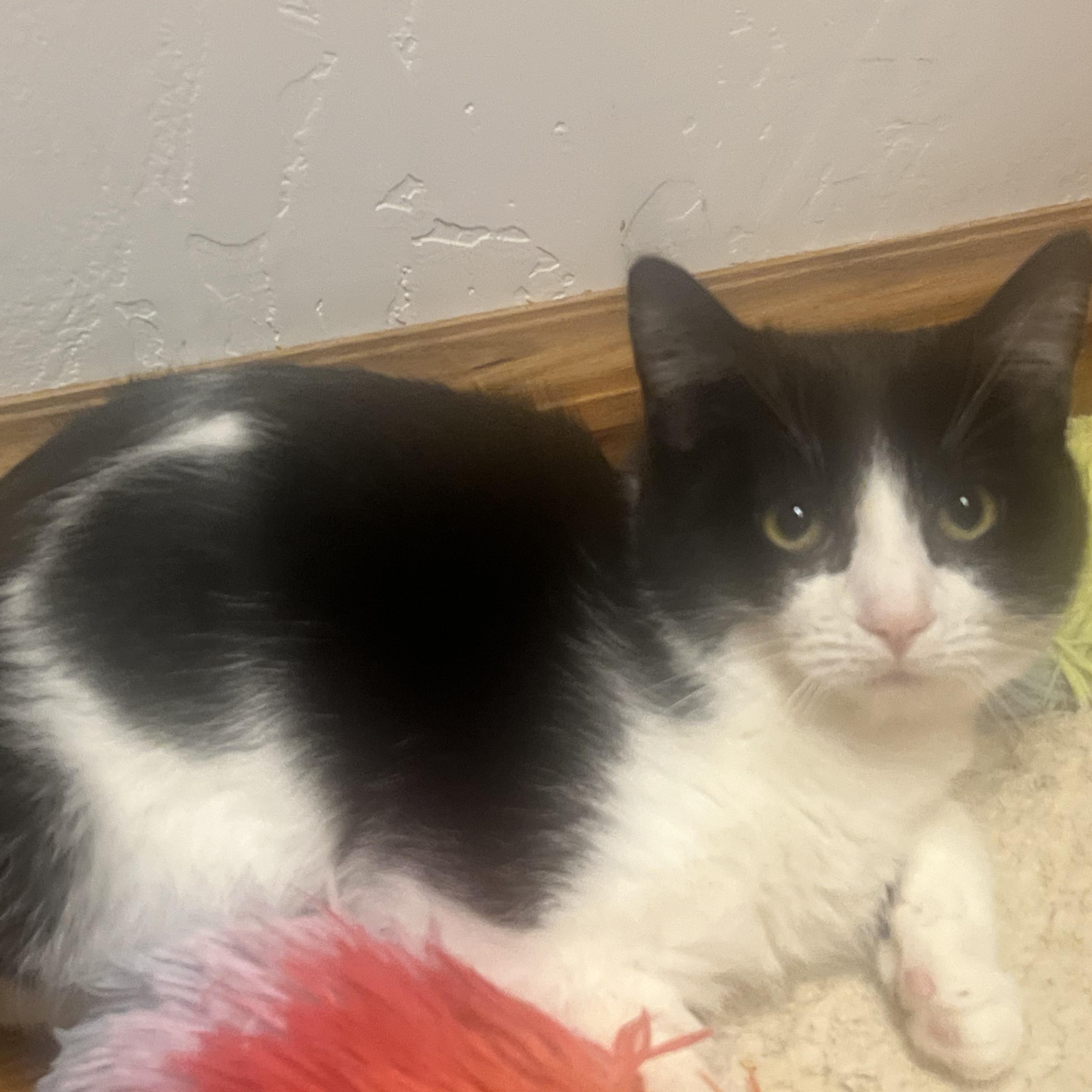 Bulgari, a Adoptable Domestic Short Hair in Springfield, OR image 3/4