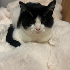 Bulgari, a Adoptable Domestic Short Hair in Springfield, OR image 2/4