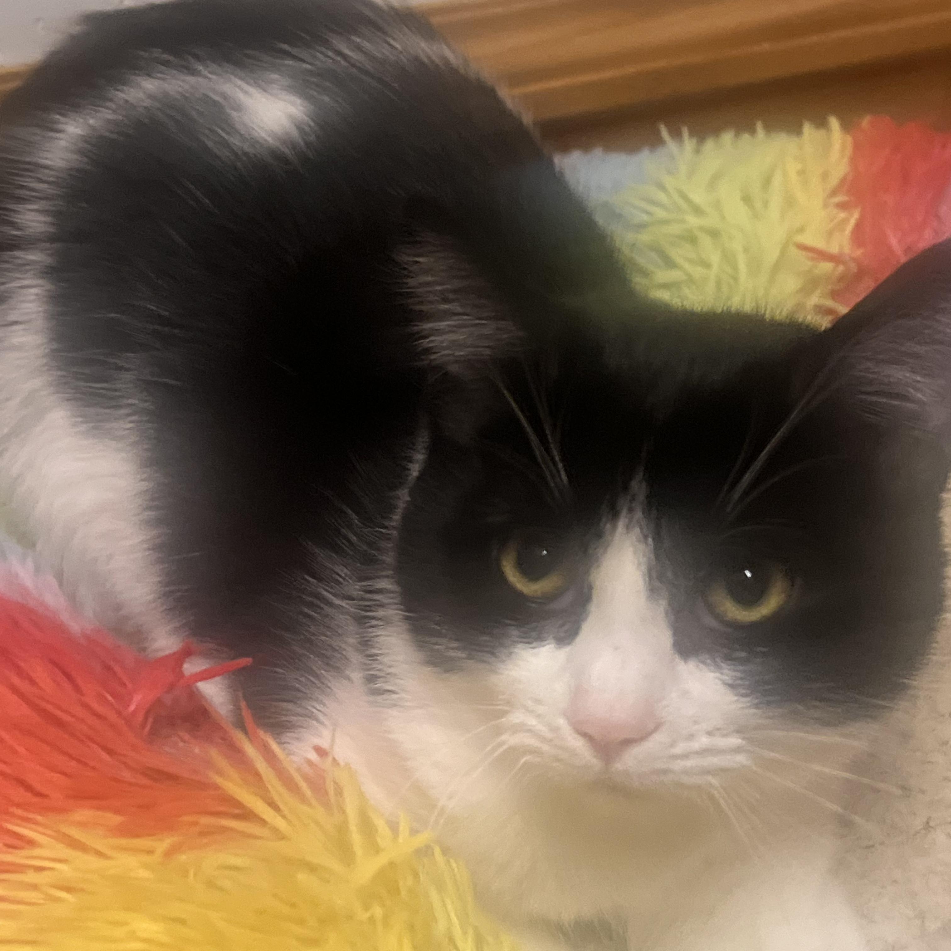 Bulgari, Adoptable, Young Female Domestic Short Hair.