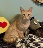 Rajah, Adoptable, Young Male Domestic Short Hair.