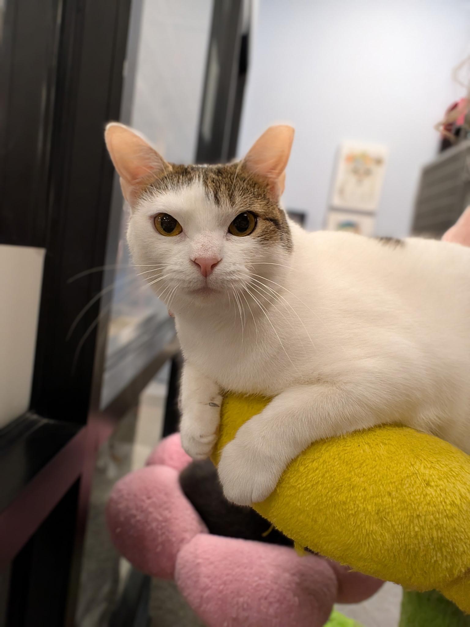 Claudette, a Adoptable Domestic Short Hair in Richmond, VA image 2/5