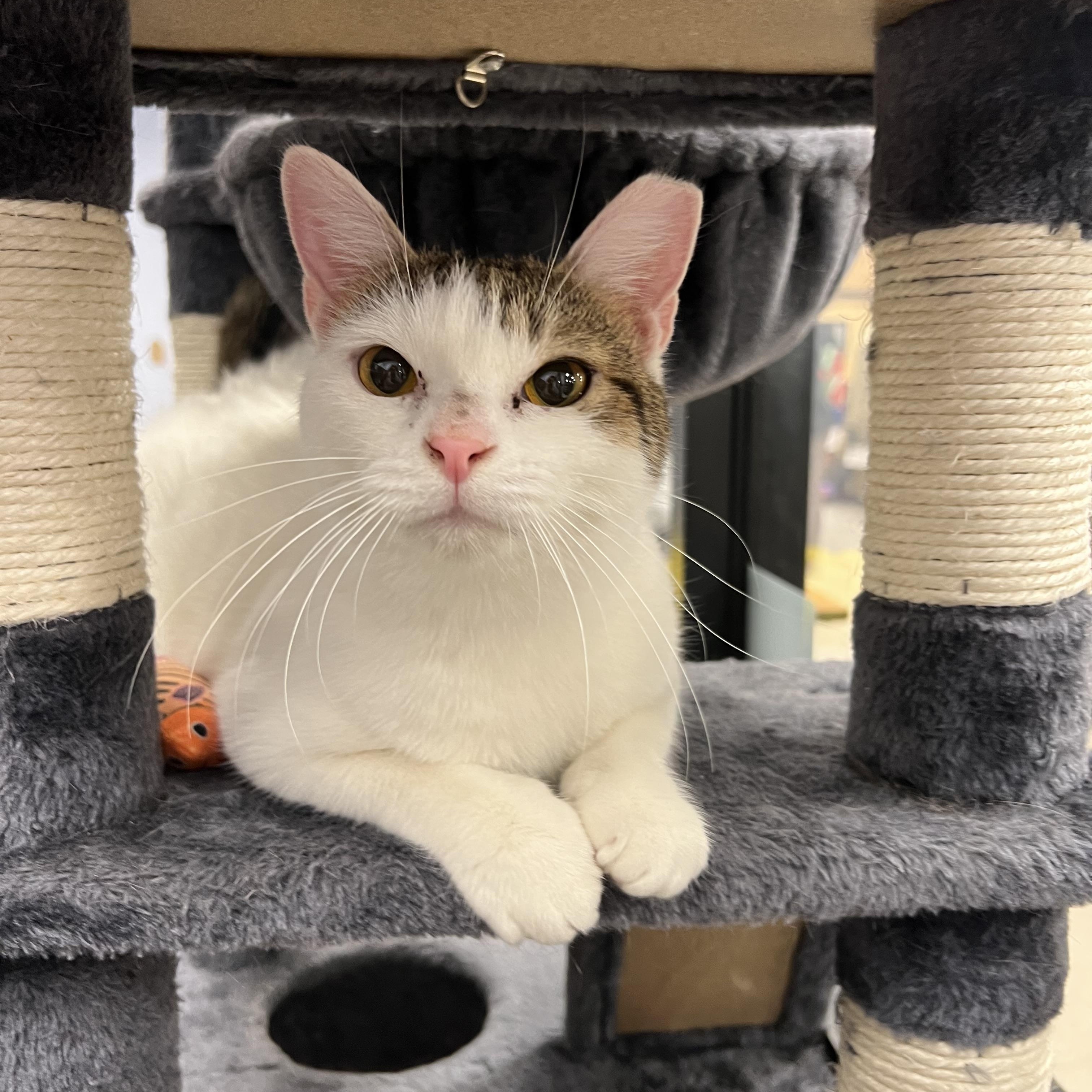 Claudette, a Adoptable Domestic Short Hair in Richmond, VA image 4/5