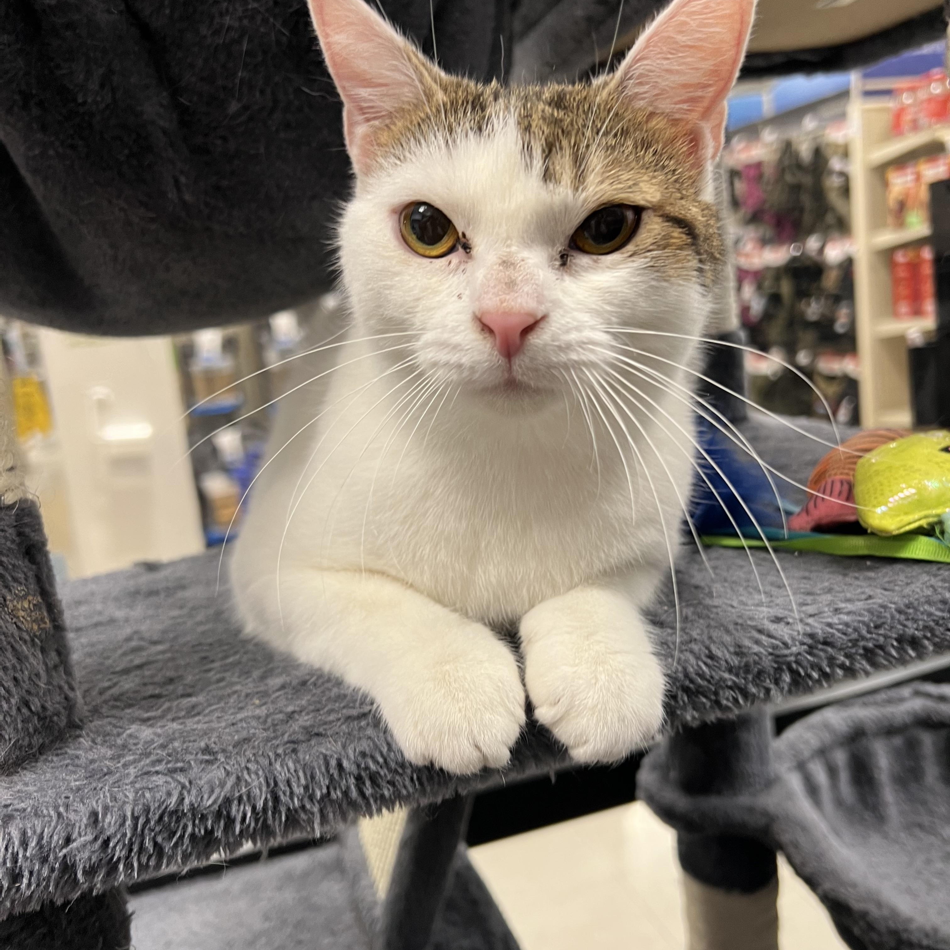 Claudette, Adoptable, Adult Female Domestic Short Hair.