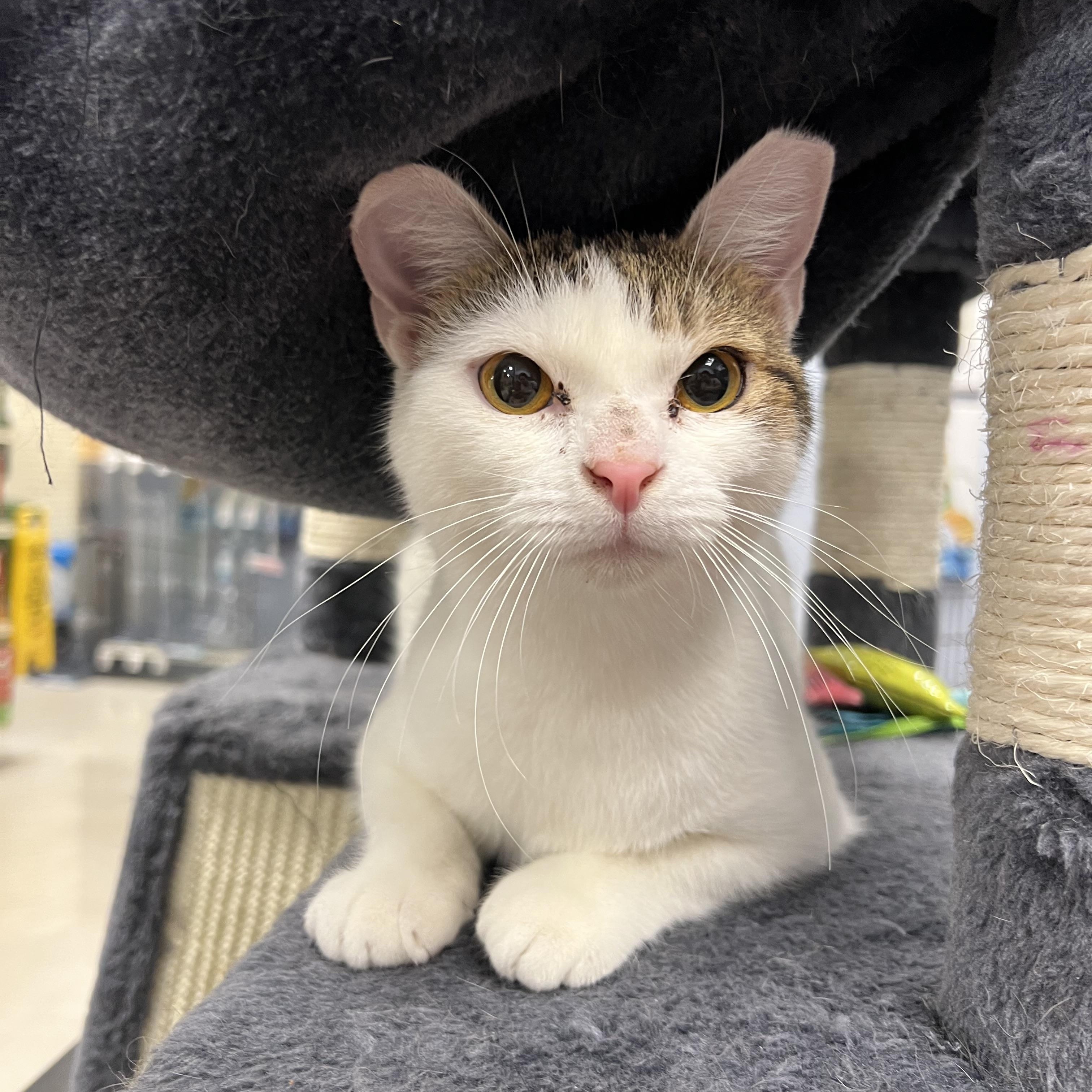 Claudette, a Adoptable Domestic Short Hair in Richmond, VA image 5/5