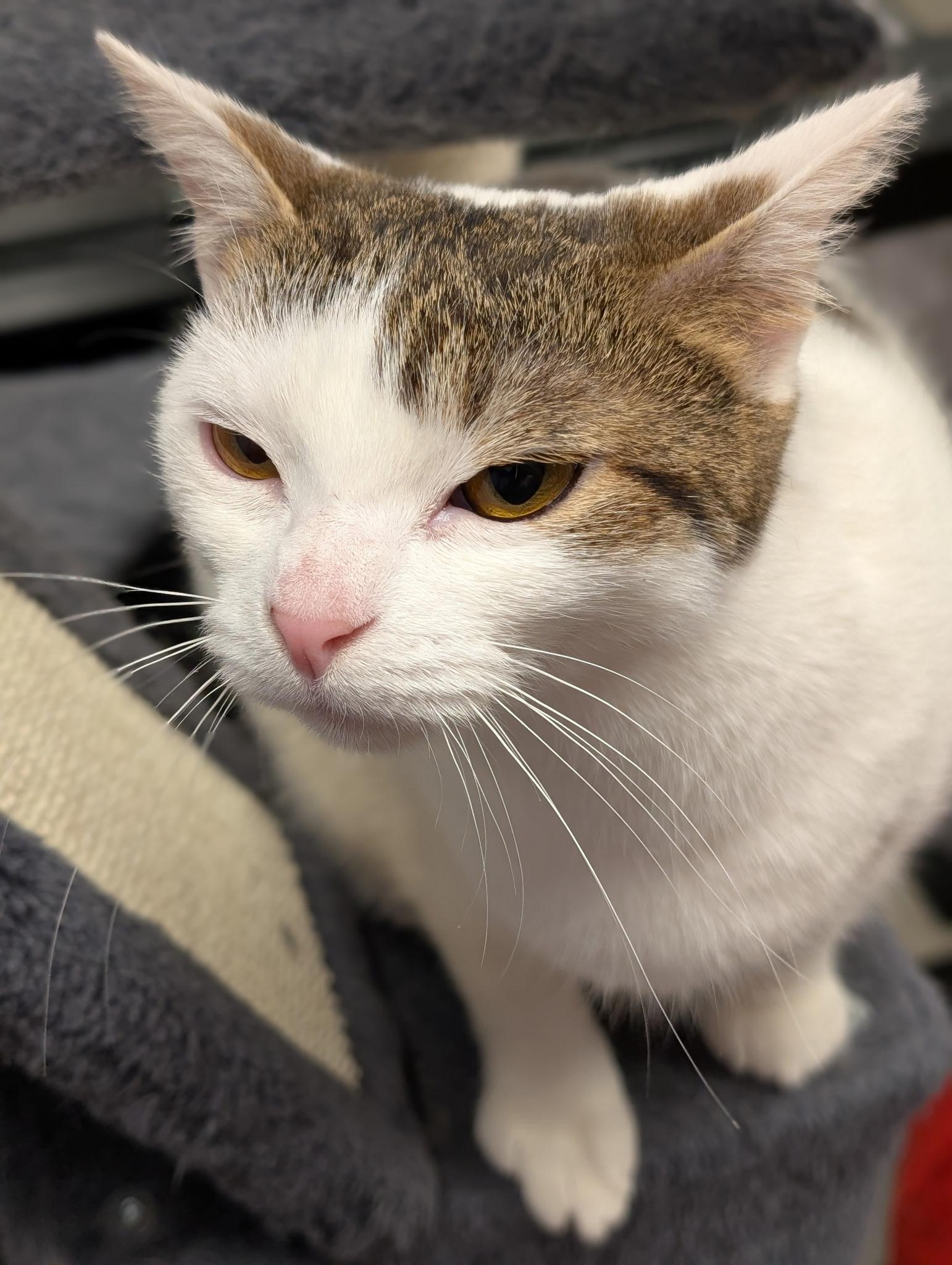 Claudette, a Adoptable Domestic Short Hair in Richmond, VA image 3/5