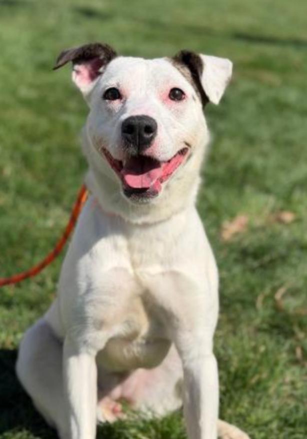 Enlarge TULIP , an adopted mixed breed in Carroll, OH image 3/5