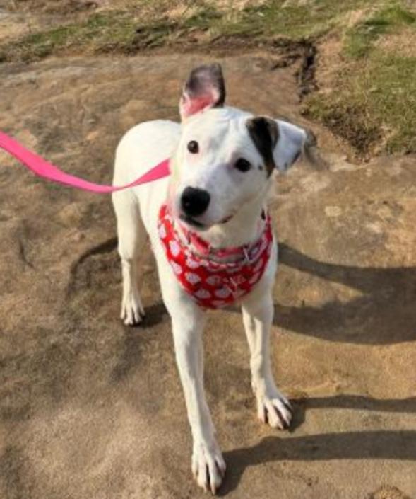 TULIP , Adoptable, Young Female Jack Russell Terrier & Border Collie.