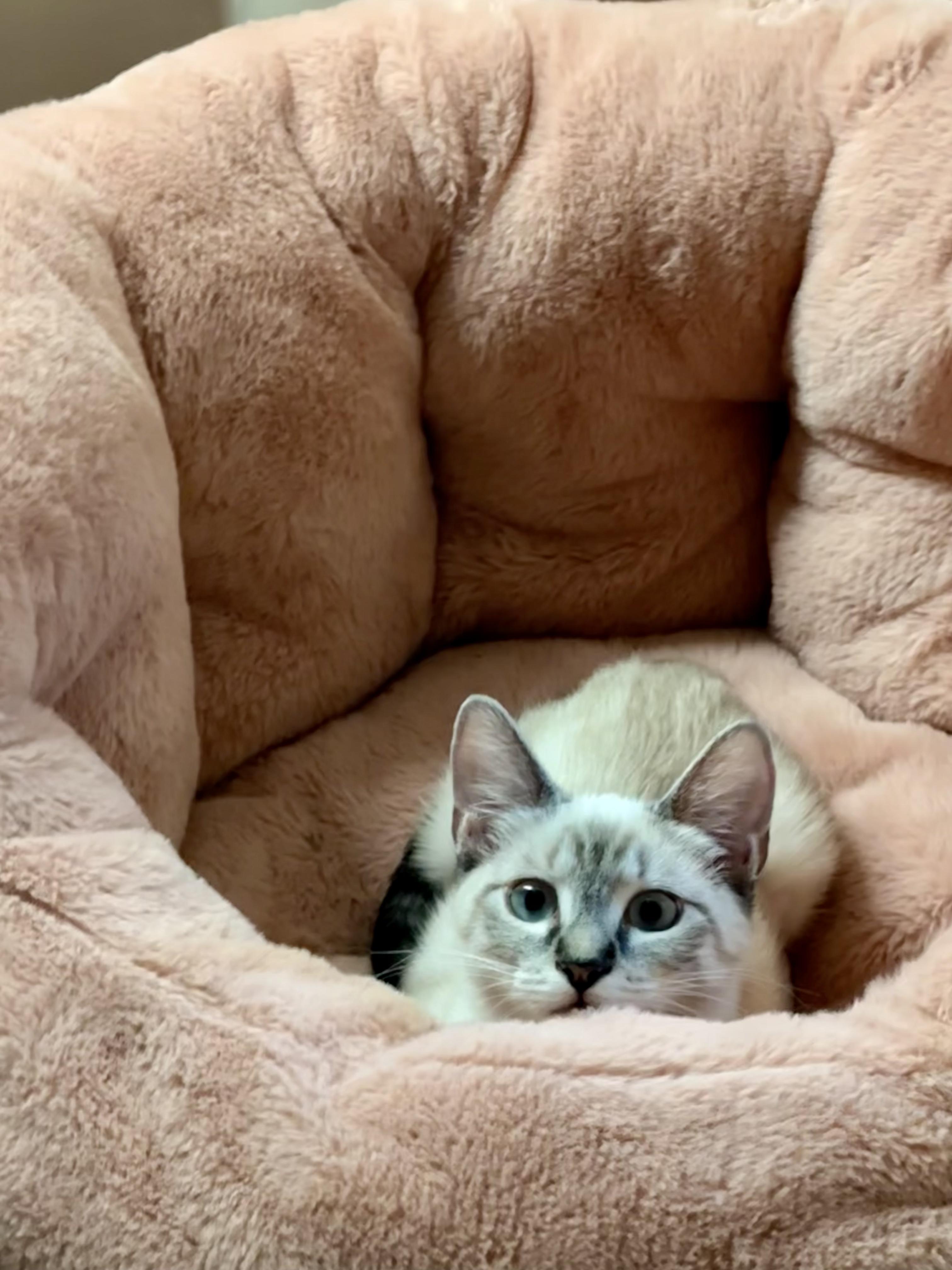 Pepita, Adopted, Kitten Female Siamese & Domestic Short Hair.