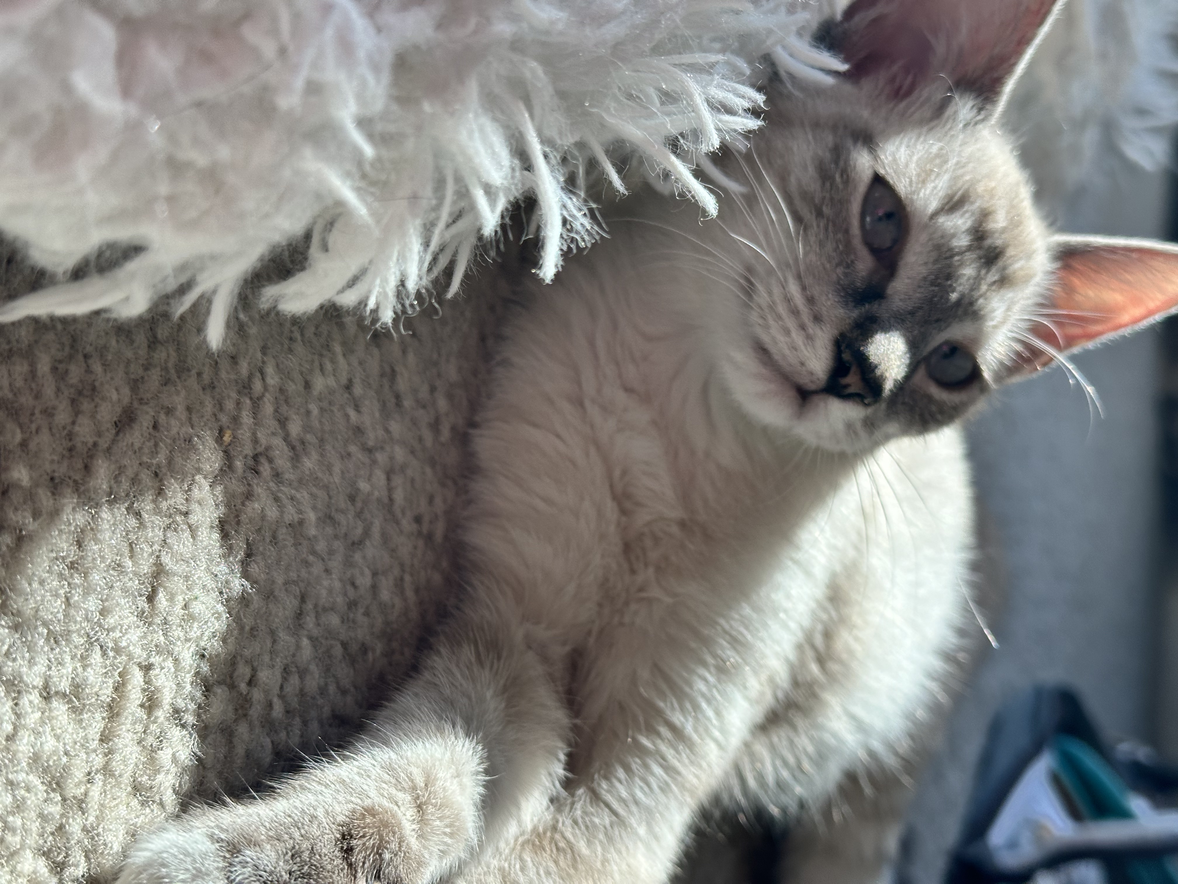 Enlarge Pepita, a Adopted mixed breed in San Jose, CA image 3/6