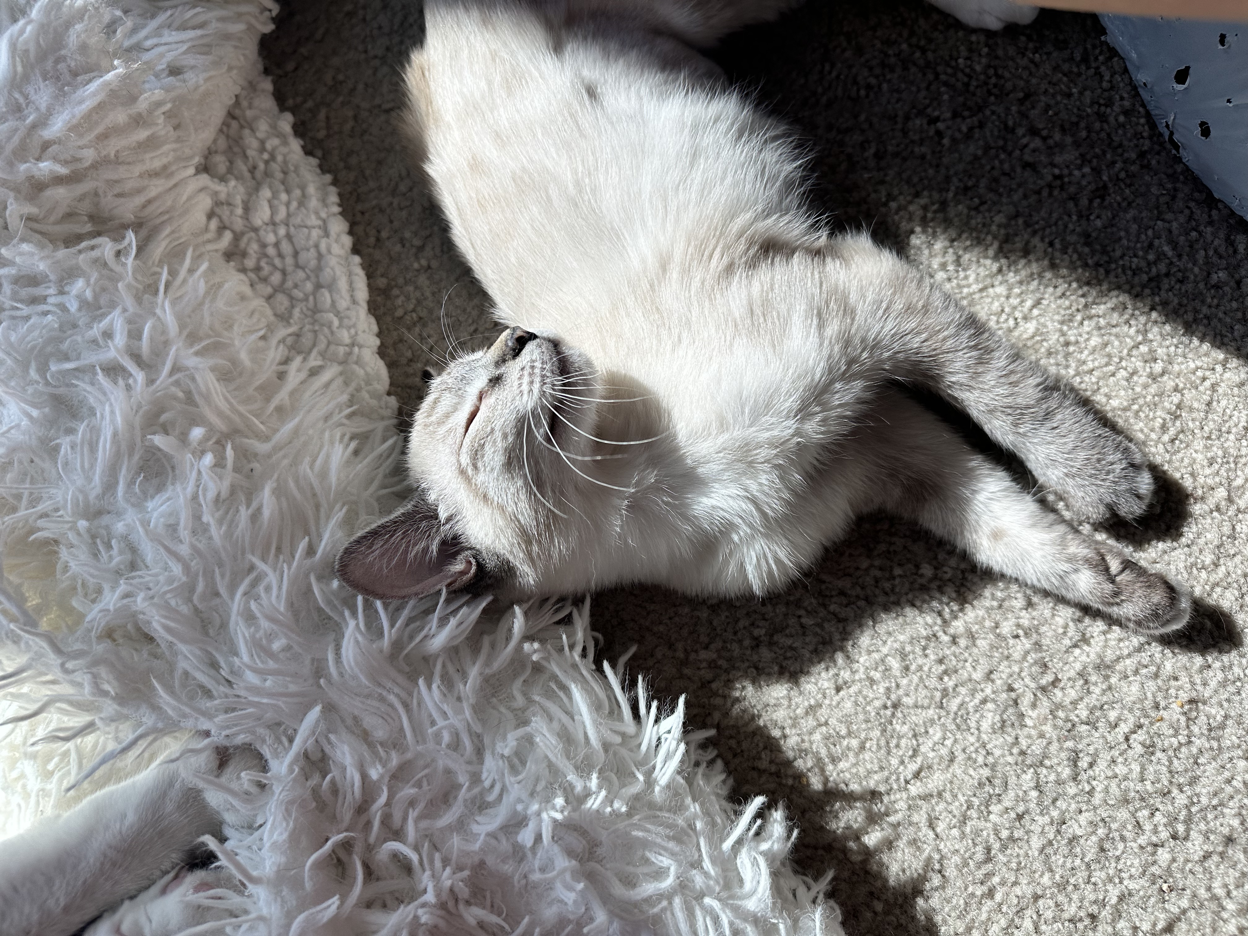 Enlarge Pepita, a Adopted mixed breed in San Jose, CA image 4/6