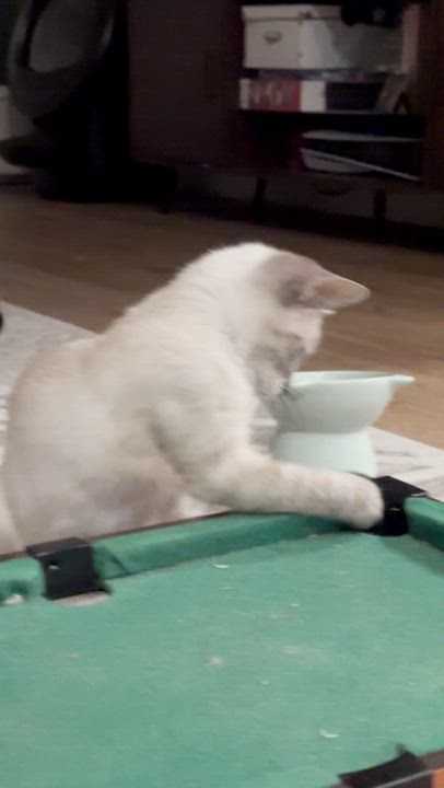 Enlarge Pepita, a Adopted mixed breed in San Jose, CA video 6/6