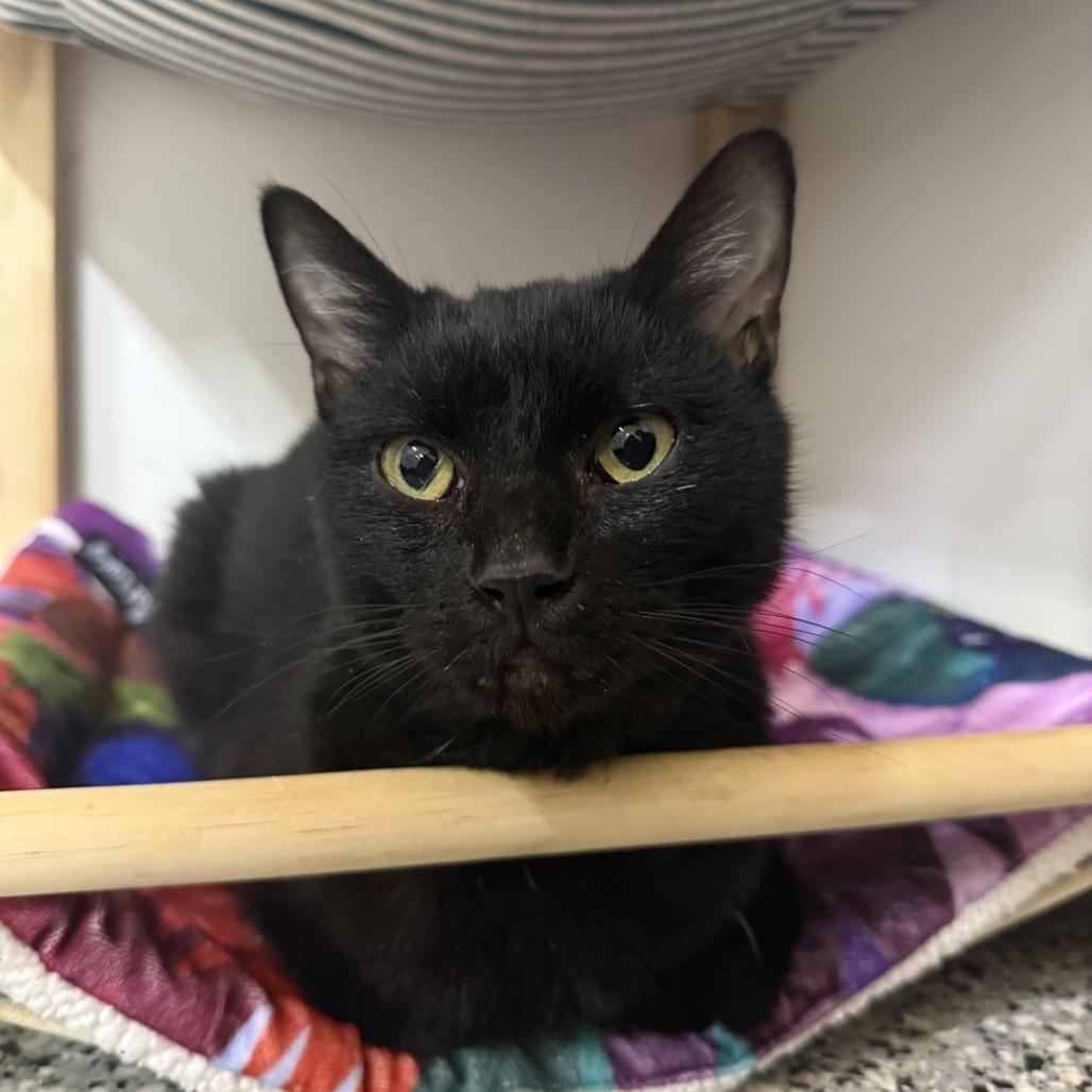 Joanna, a Adoptable Domestic Short Hair in Nowata, OK image 1/2