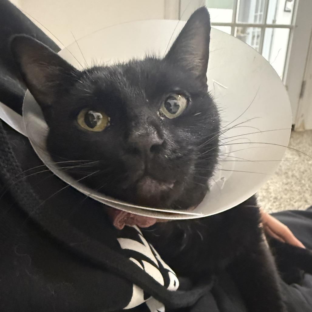 Joanna, a Adoptable Domestic Short Hair in Nowata, OK image 2/2