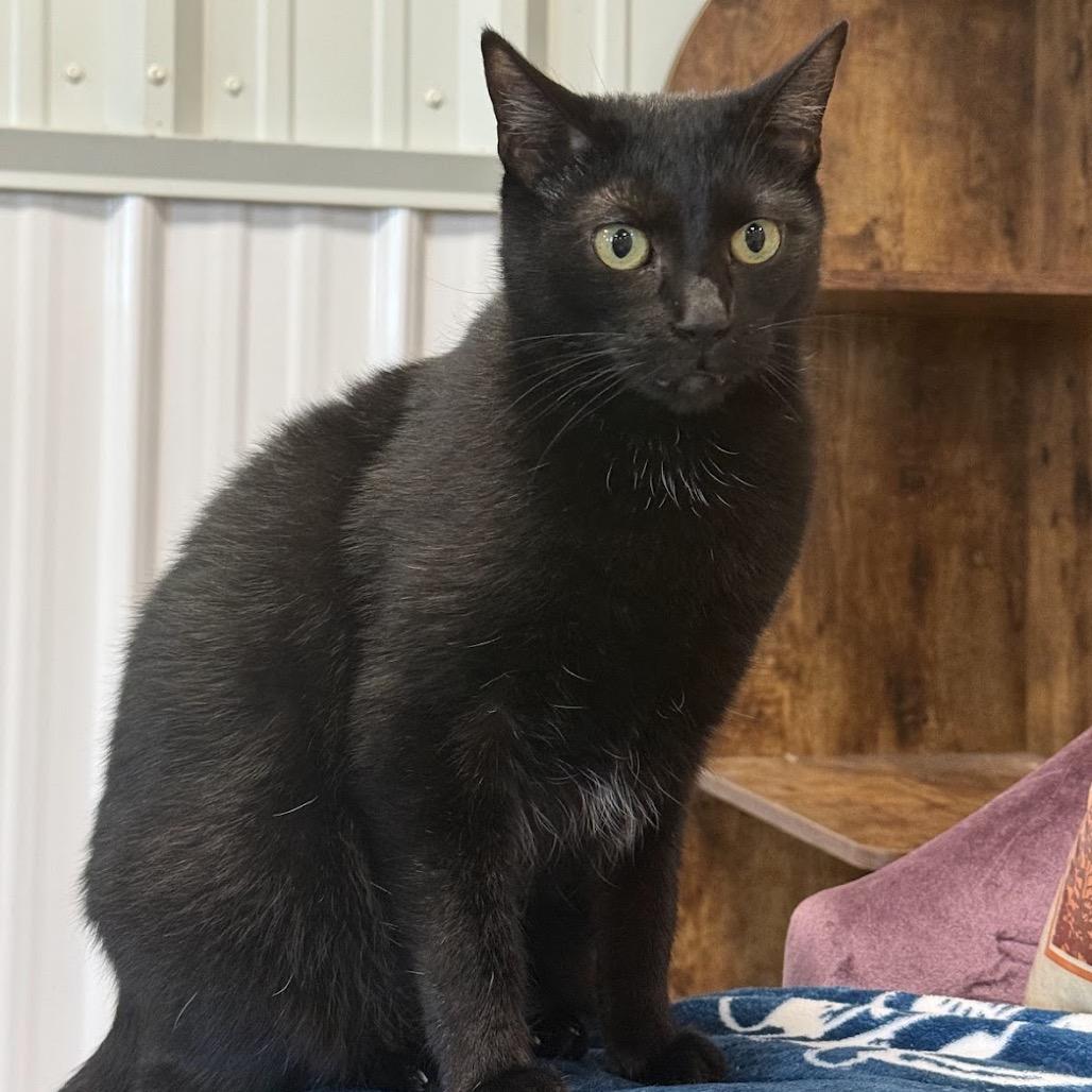 Enlarge Joanna, a Adoptable Domestic Short Hair in Nowata, OK image 2/2