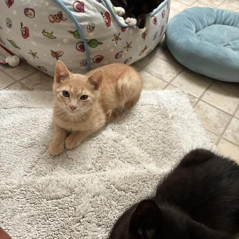 Enlarge Tanner, an adopted Domestic Short Hair in Stockton, CA image 4/5
