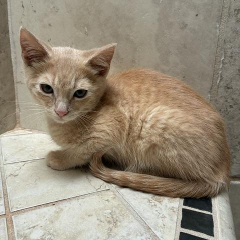 Enlarge Tanner, an adopted Domestic Short Hair in Stockton, CA image 5/5