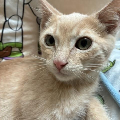 Enlarge Tanner, an adopted Domestic Short Hair in Stockton, CA image 3/5