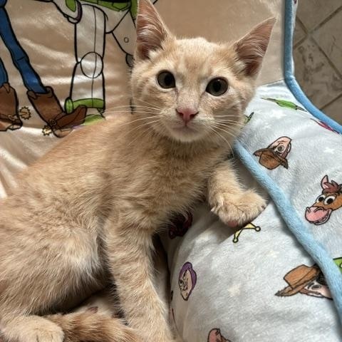 Enlarge Tanner, an adopted Domestic Short Hair in Stockton, CA image 1/5