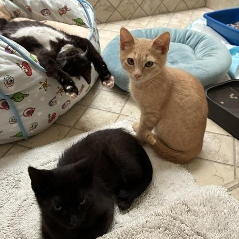 Enlarge Tanner, an adopted Domestic Short Hair in Stockton, CA image 2/5
