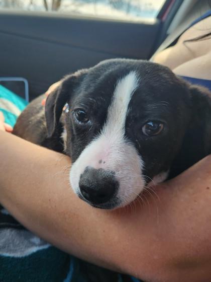Enlarge Richard, a Adoptable mixed breed in Malvern, PA image 1/3