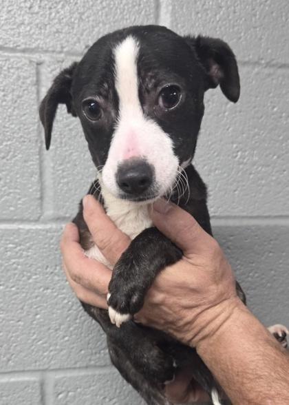 Enlarge Richard, a Adoptable mixed breed in Malvern, PA image 2/3