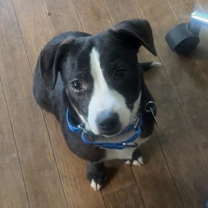 Enlarge Richard, a Adoptable mixed breed in Malvern, PA image 3/3