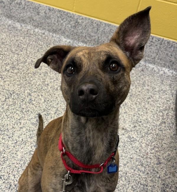 Ellie, Adoptable, Adult Female Pit Bull Terrier & Siberian Husky.