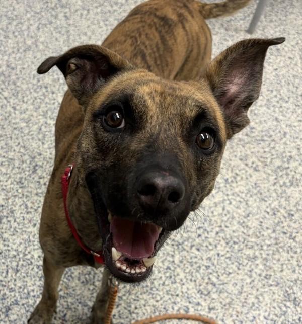 Enlarge Ellie, a Adoptable mixed breed in Golden, CO image 1/3